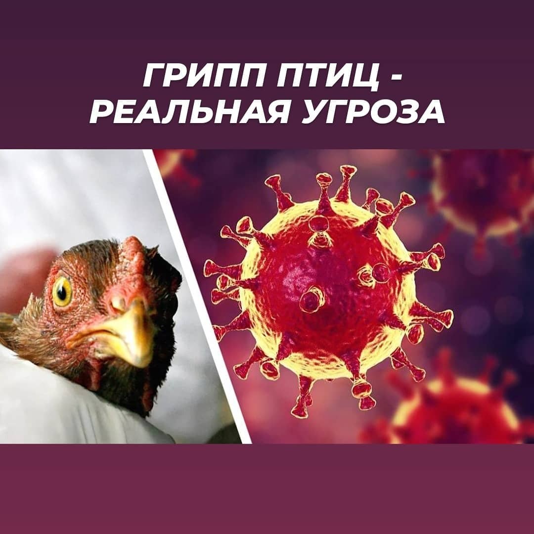 Птичий грипп.